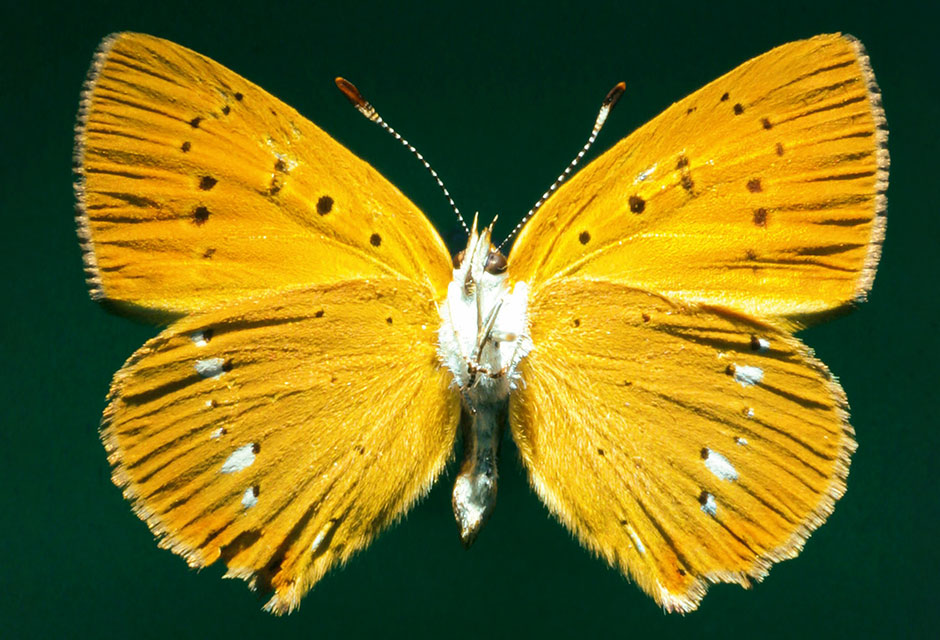 Naturwissenschaftliches Museum Naturwissenschaftliches Museum