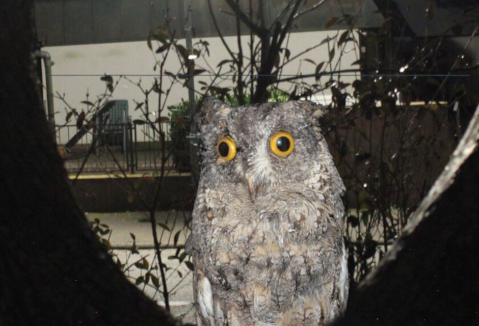 Eule mit großen gelben Augen, dahinter ist ein Gebäude mit heller Lichtquelle